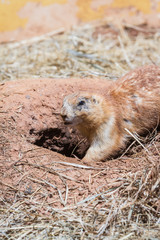 prairie dog