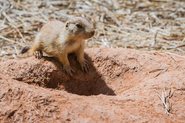 prairie dog