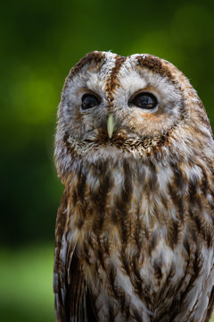 Barred owl (strix varia)