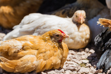 young chickens