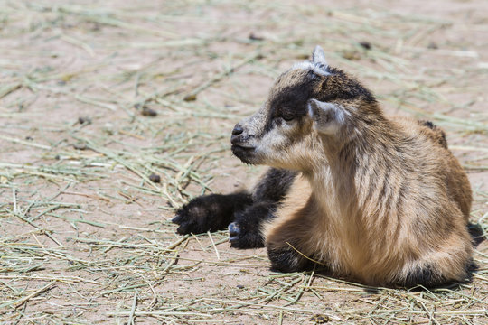 farm goat