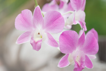 Naklejka na ściany i meble Pink Orchid Flower on Natural Background