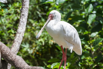 african spoonbill