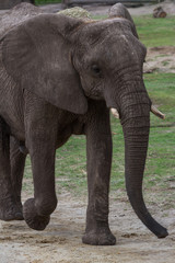 Fototapeta na wymiar large elephant