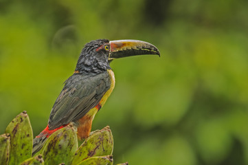 Collared Aracari