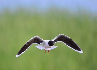 the front of Black-headed Gull (Larus ridibundus) flying