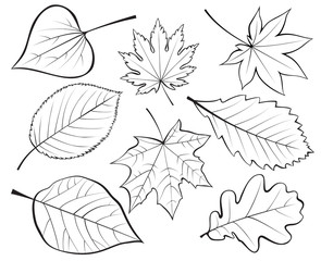 Fototapeta premium Set of leaves