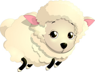 sheep