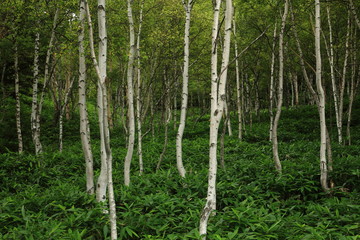 夏の白樺林