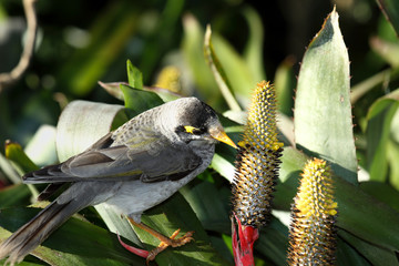 Noisy bird