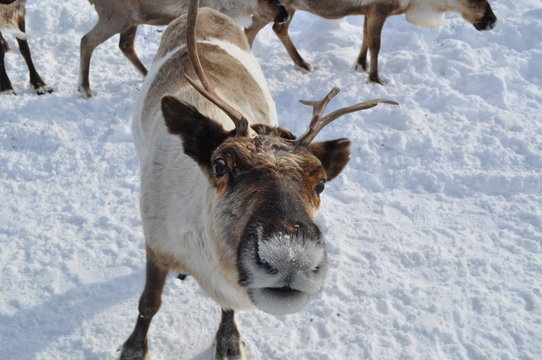 curious reindeer