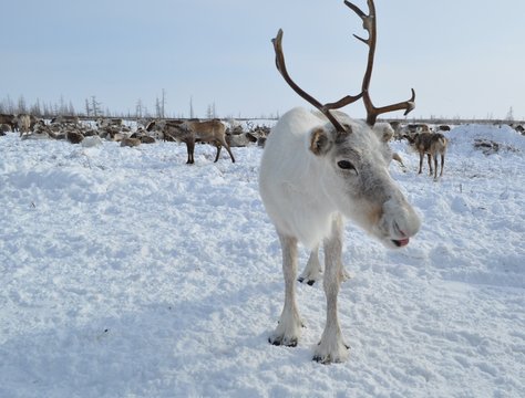 white reindeer on the background of grazing herds