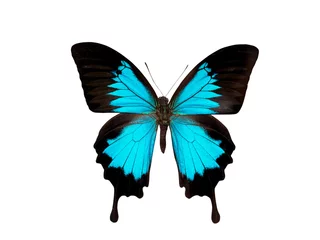 Crédence de cuisine en verre imprimé Papillon papillon