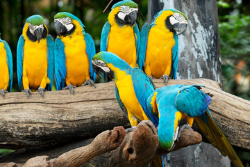 parrots