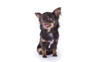 small chihuahua isolated on white background