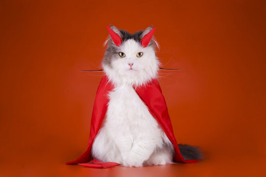 Cat in a devil costume
