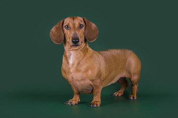 dachshund isolated on a colored background