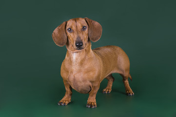 dachshund isolated on a colored background