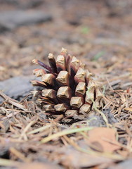 Brown pine cone on forest floor