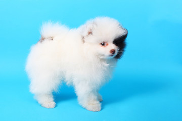 Spitz puppy