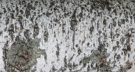 Кора березы