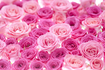 バラ　ピンク　背景素材