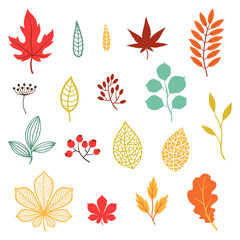 Set of various stylized autumn leaves and elements.