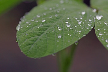 大豆の葉の雨滴