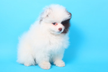 Spitz puppy