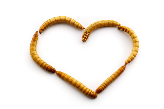 Love Mealworms