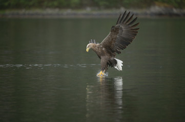 Eagle Catching Prey