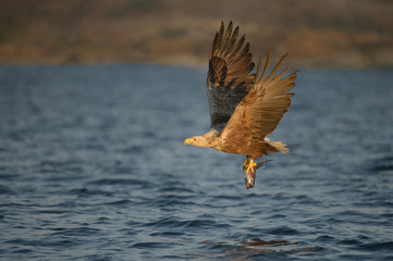 Eagle Catching Prey