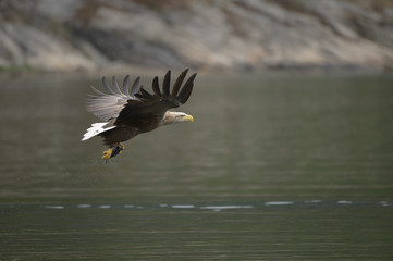 Eagle with Prey.