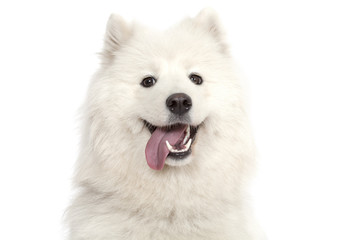 Portrait of Samoyed dog
