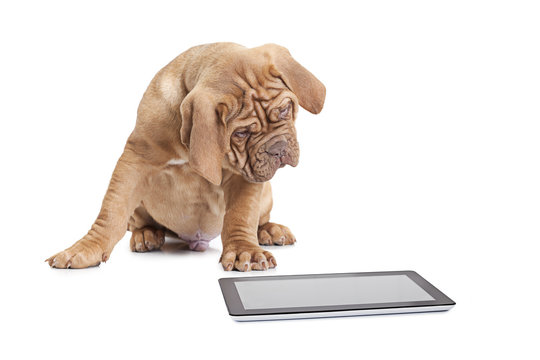 Puppy with digital tablet computer
