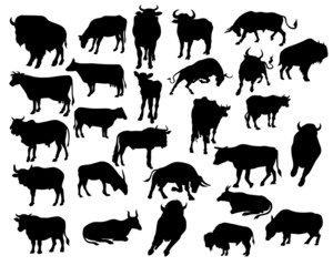 bull silhouettes on the white background