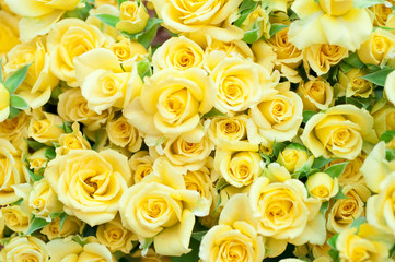黄色いバラ　バラ　薔薇　黄色　イエロー