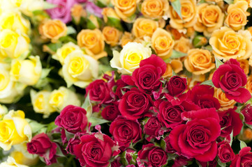 市場のバラ　バラ　花市場