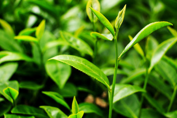 Fresh tea leaves in plantation