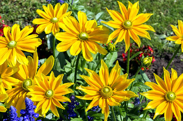 Background of yellow flowers