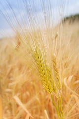 Ear of grain of wheat or rye.