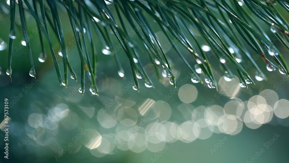 Poster water drops on fir tree. shallow dof