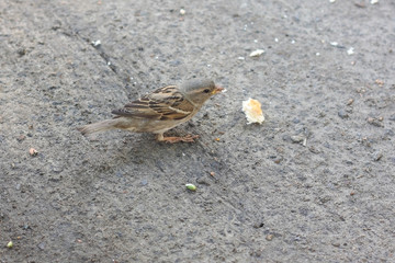 Sparrow with crumb