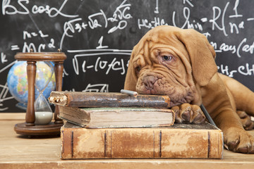 Books and puppy © Alexey Kuznetsov