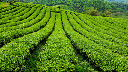 Fototapeta na wymiar Fresh tea plantation