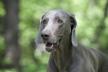shorthaired Weimaraner dog