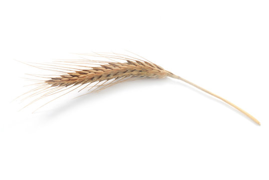 Rye