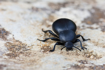 Dung beetle. Scarabaeidae