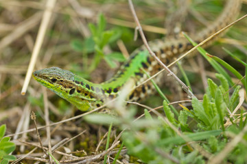 Green lizard