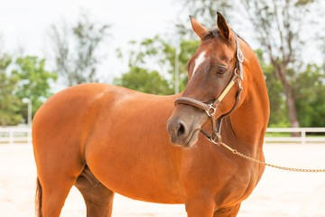 Horse brown
